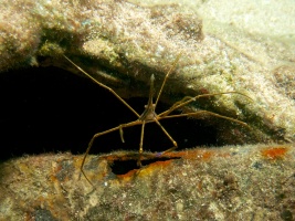 Yellowline Arrowcrab IMG 4604